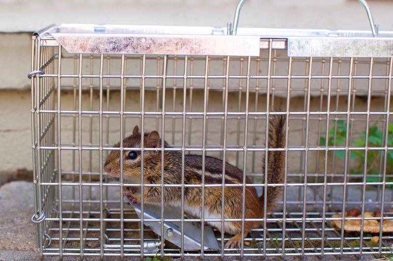 How-to-Get-Rid-of-Ground-Squirrels-3