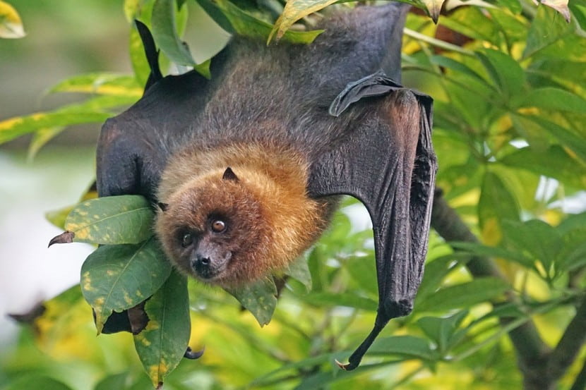 critter-control-bat