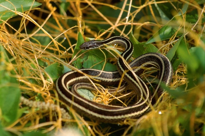 critter-control-snake