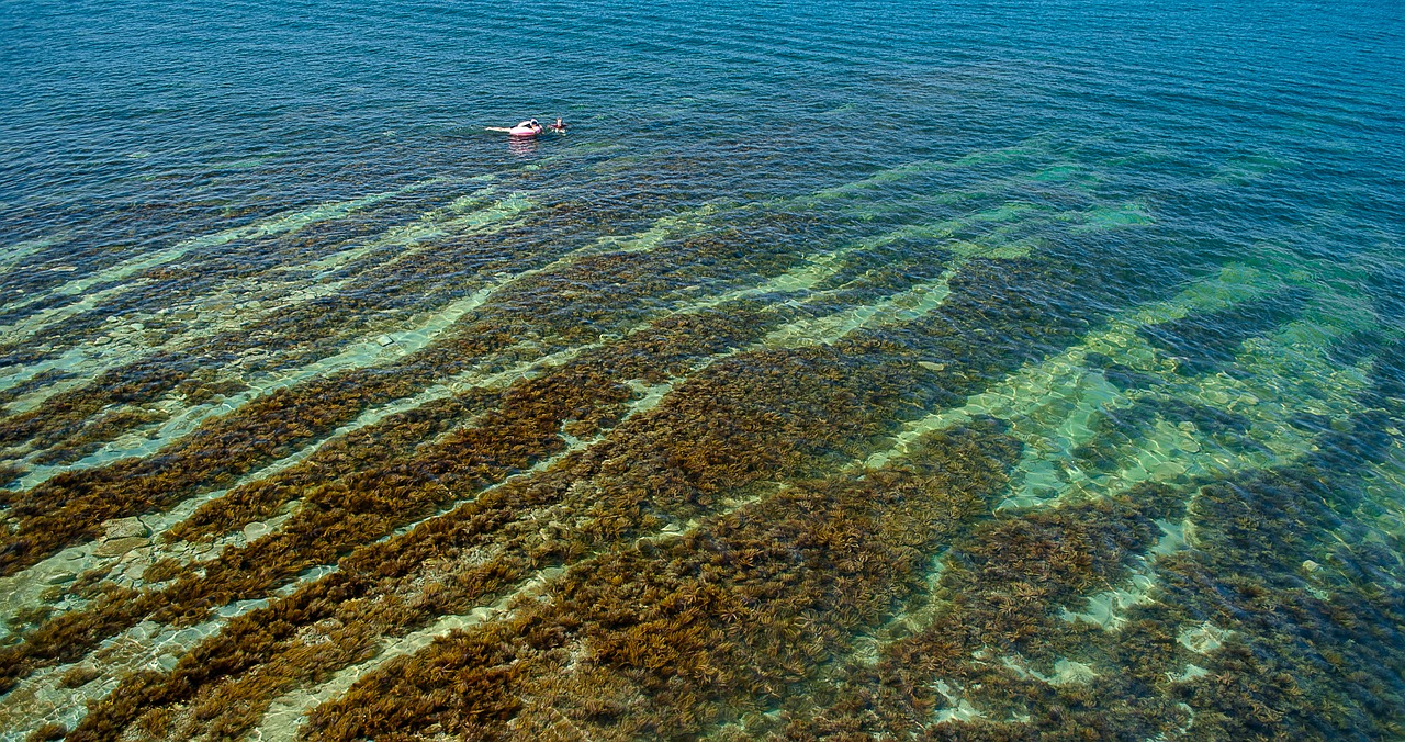 Море Лаптевых водоросли