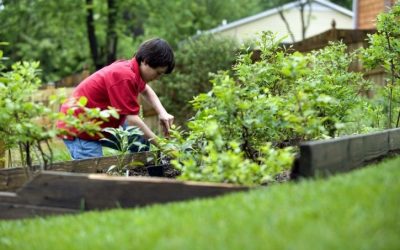 fertilizing