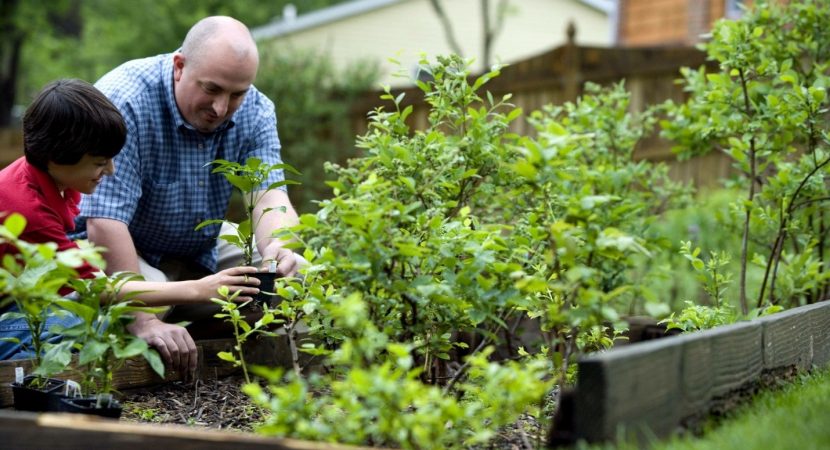 how-to-fertilize-your-lawn-4