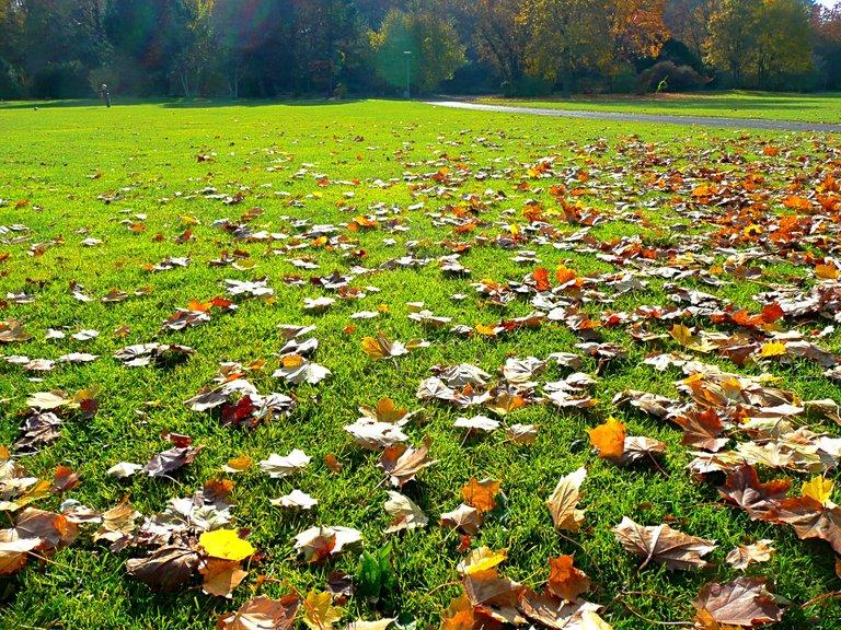 useful-tips-for-winter-lawn-care-3