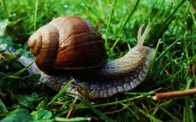 how-to-control-lawn-pets-5