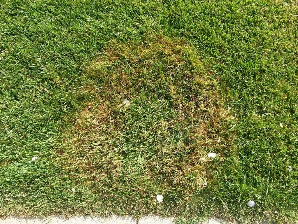 how-to-deal-with-summer-lawn-diseases-4