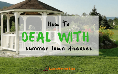 how-to-deal-with-summer-lawn-diseases