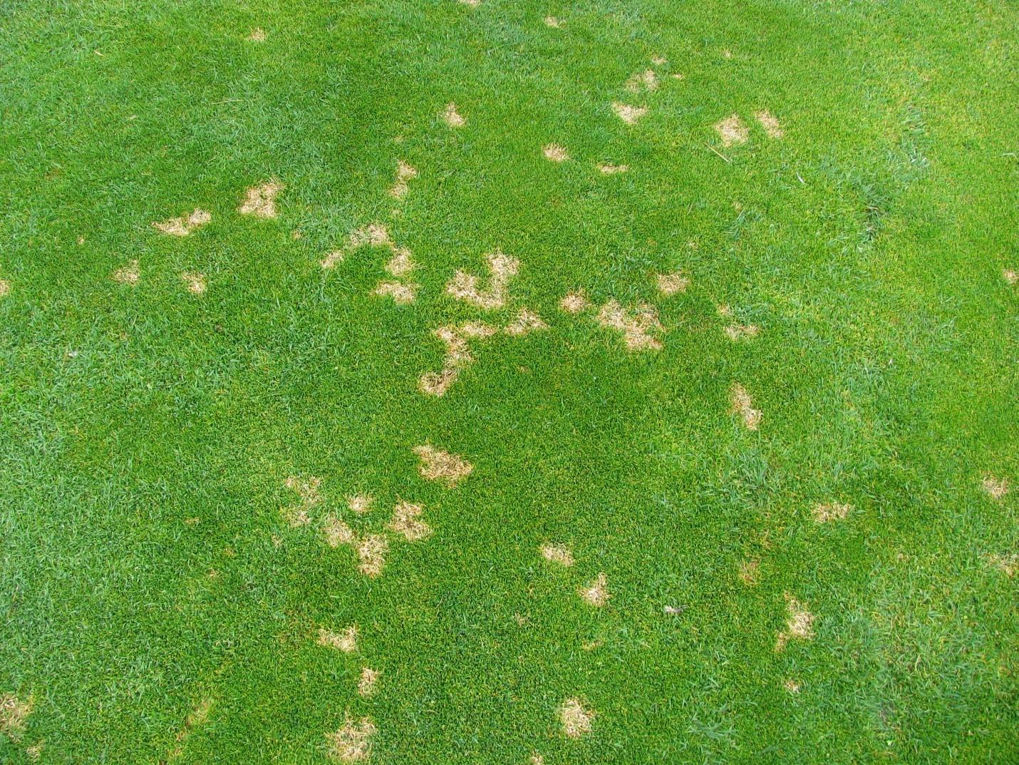 how-to-deal-with-summer-lawn-diseases-5