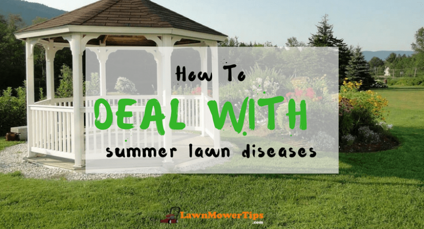 how-to-deal-with-summer-lawn-diseases