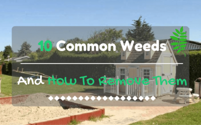 10-common-weeds-and-how-to-remove-them