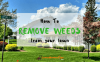 how-to-remove-weeds-from-your-lawn-1