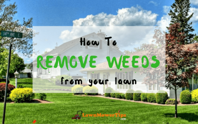 how-to-remove-weeds-from-your-lawn-1