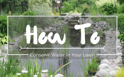 How-to-conserve-water-in-your-lawn