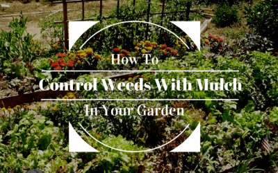 How-to-control-weeds-with-mulch-1