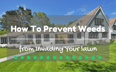 how-to-prevent-weeds-from-invading-your-lawn