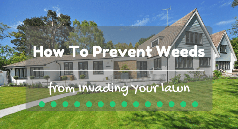 how-to-prevent-weeds-from-invading-your-lawn