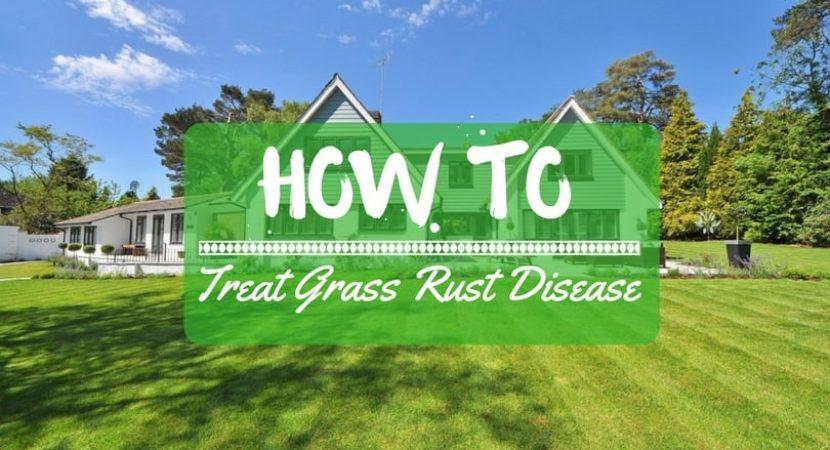 how-to-treat-grass-rust-disease