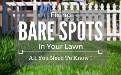 Fixing-Bare-Spots-In-Your-Lawn