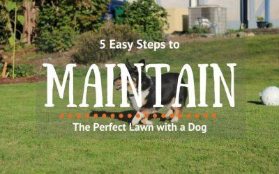 5-Easy-Steps-to-Maintain-the-Perfect-Lawn-with-a-Dog