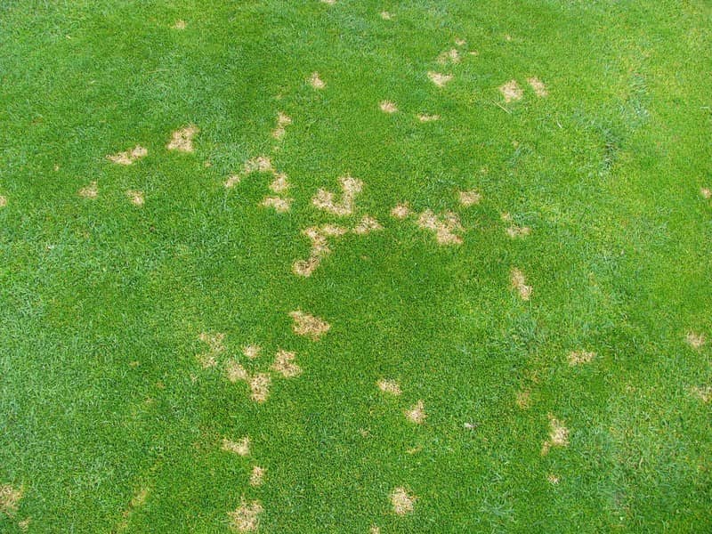 5-Common-Lawn-Diseases-And-How-To-Treat-Them-1