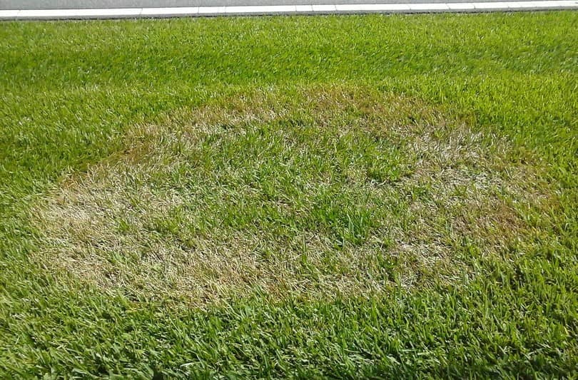 5-Common-Lawn-Diseases-And-How-To-Treat-Them-2