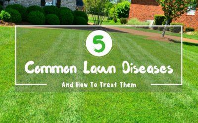 5-Common-Lawn-Diseases-And-How-To-Treat-Them