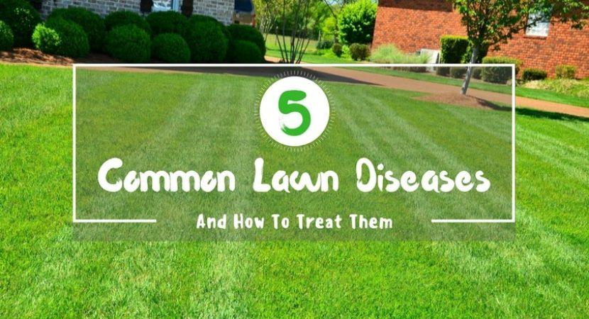 5-Common-Lawn-Diseases-And-How-To-Treat-Them