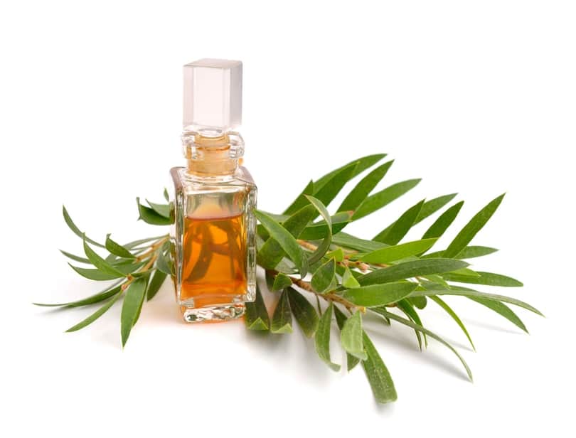 Picture of melaleuca oil in a bottle with tea tree twig behind