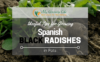 Growing-Spanish-Black-Radishes-in-Pots
