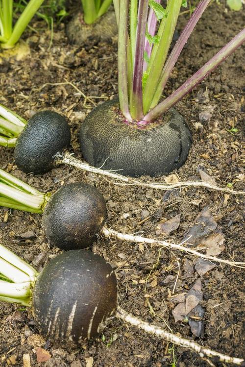 Growing-Spanish-Black-Radishes-in-Pots-5