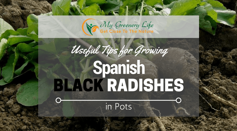 Useful Tips for Growing Spanish Black Radishes in Pots