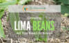 Growing-lima-beans-1