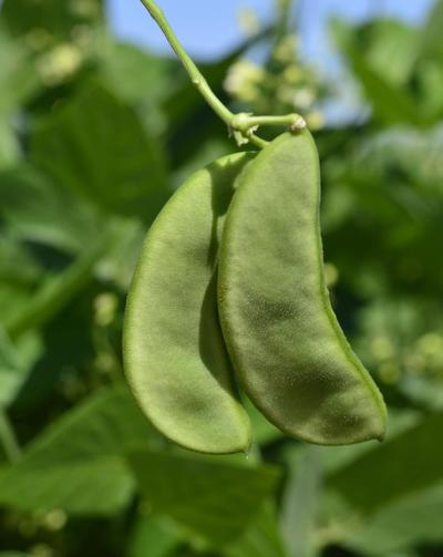 Growing-lima-beans-2