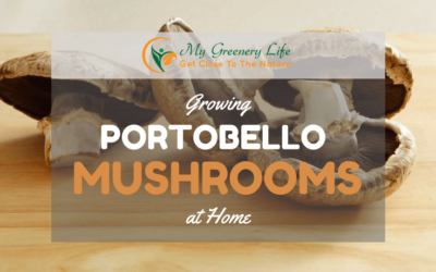 Growing-portobello-mushrooms-at-home-pic