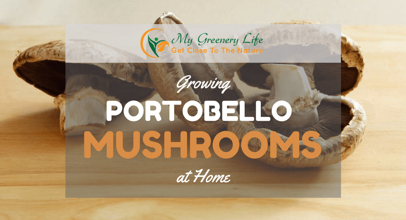 Growing-portobello-mushrooms-at-home-pic