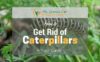 How-to-Get-Rid-of-Caterpillars-1