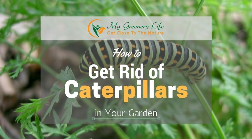 How to Get Rid of Caterpillars in Your Garden? | My Greenery Life