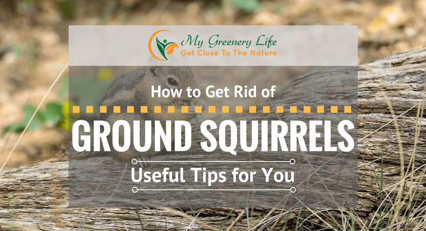 How To Get Rid Of Ground Squirrels My Greenery Life