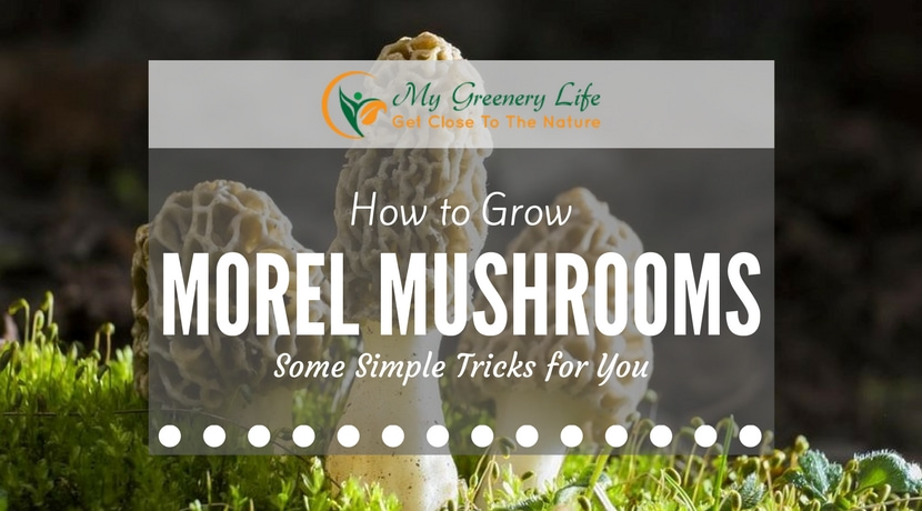How to Grow Morel Mushrooms: Some Simple Tricks for You