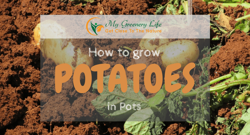 How-to-Grow-potatoes-in-pots