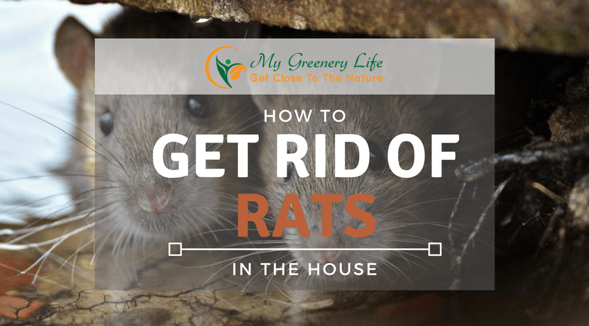 How To Get Rid Of Rats In Your House: 3 Useful Methods You Should Use