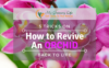 How-to-revive-an-orchid-back-to-life-1