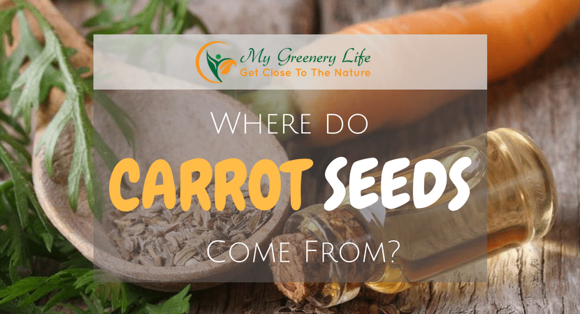 Where-do-carrot-seeds-come-from-1