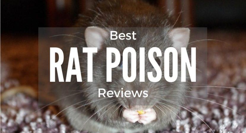 best-rat-and-mouse-poison-reviews-1
