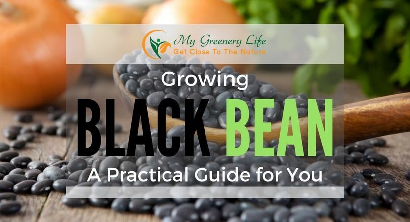 growing-black-beans-1