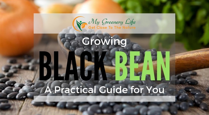 Growing Black Beans: A Practical Guide for You | My Greenery Life