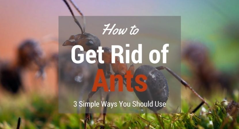 how-to-get-rid-of-ants