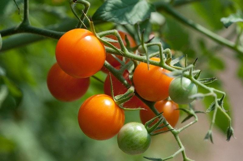 how-to-grow-tomatoes-in-pots-3