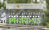 How-to-get-rid-of-pigeons-1