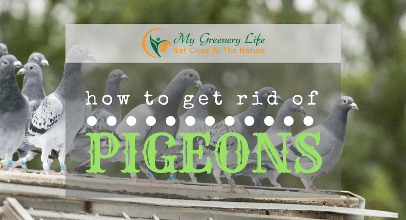 How-to-get-rid-of-pigeons-1