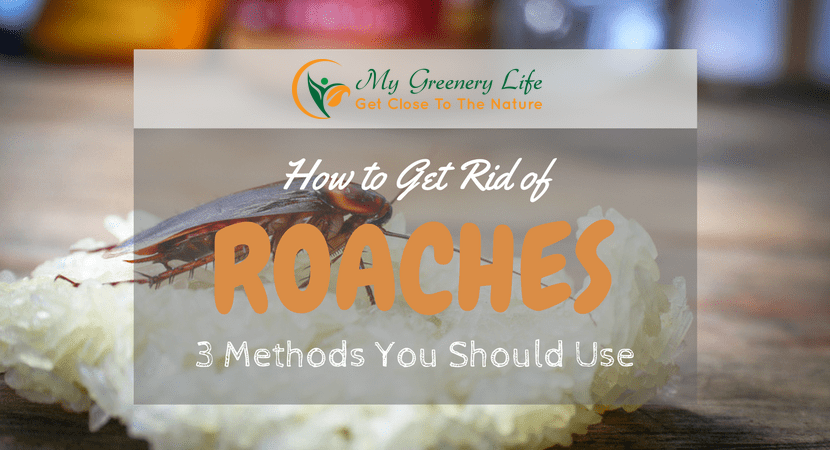 How-to-get-rid-of-roaches-1